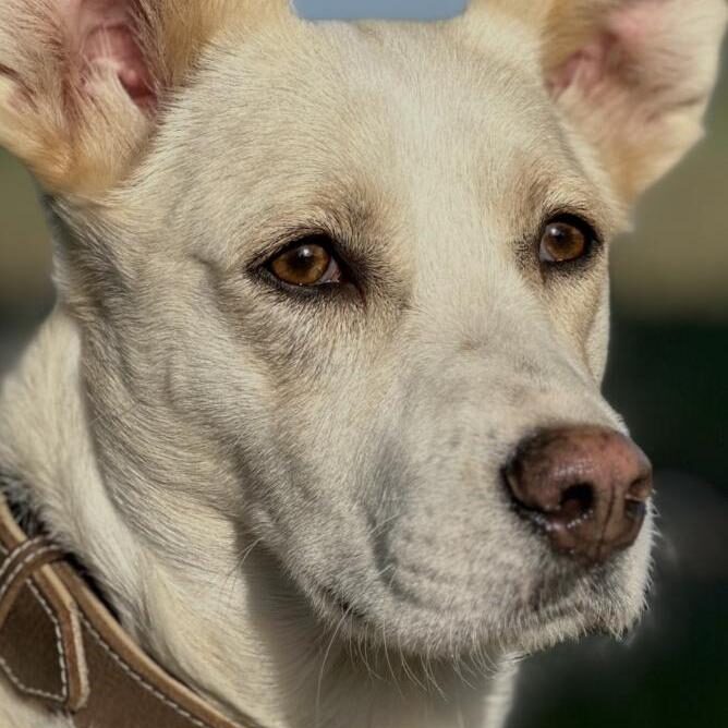 Cleo-Hundeschule