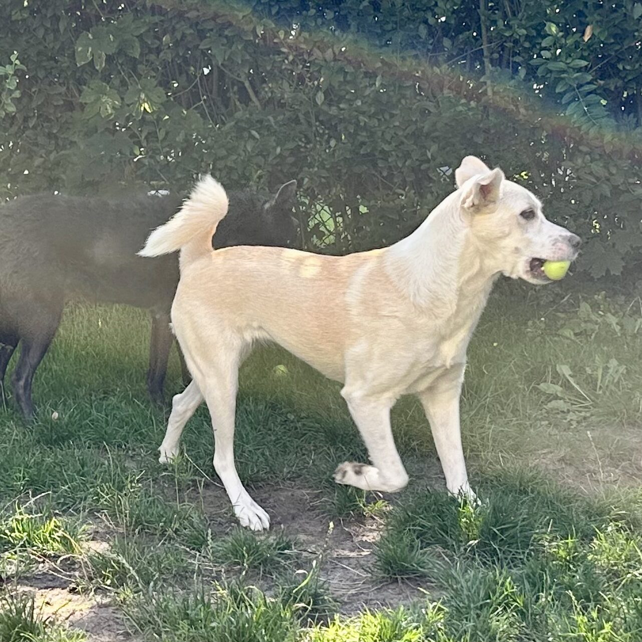 Dogwalking – Hund mit Ball