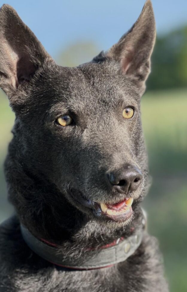 Iggy-Hund-Tierschutz