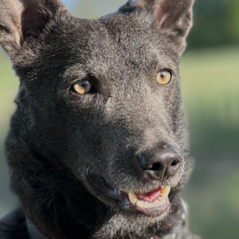 Iggy-Hund-Tierschutz