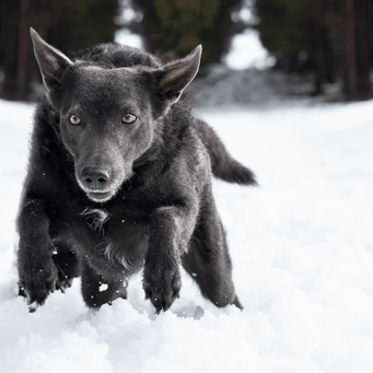 Dogwalking - Iggy (c)thebigfootway