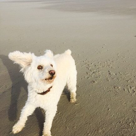 Trudi