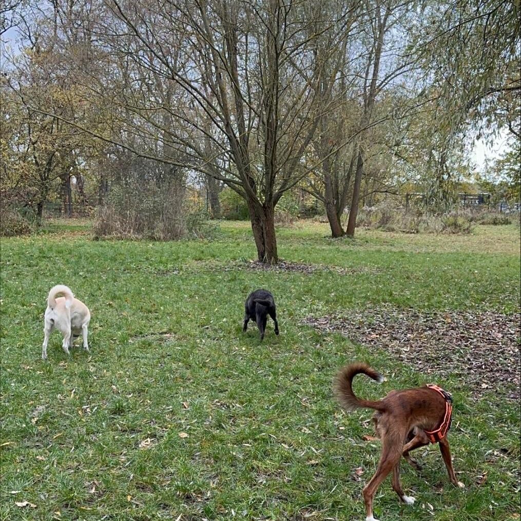 Dogwalking-Hunde-Ausgehservice