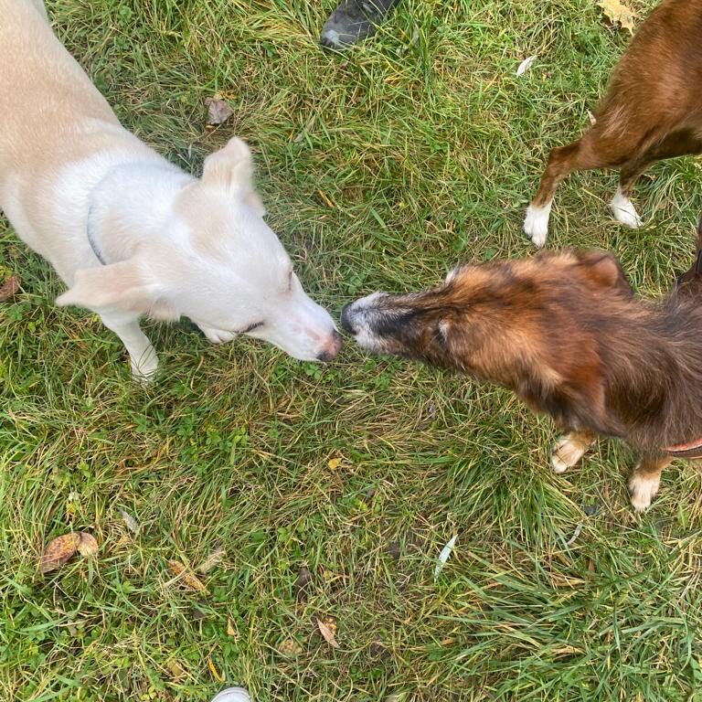 Hunde-schnuppern-Gassi