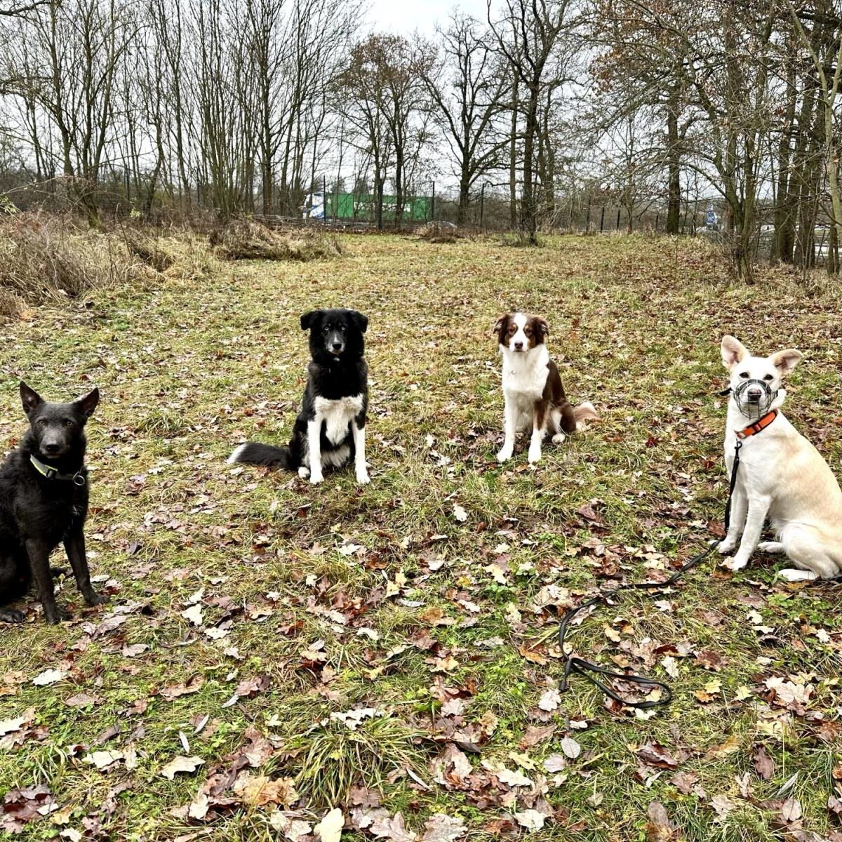 Dogwalking-Berlin-Hundeschule-gutgefuehrt